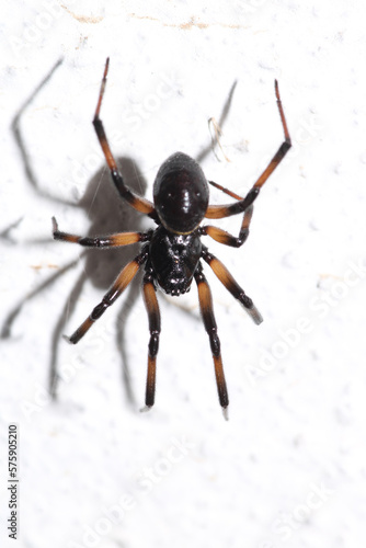 natural parasteatoda tepidariorum spider macro photo