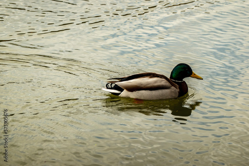 Mallard duck swimming on the pond