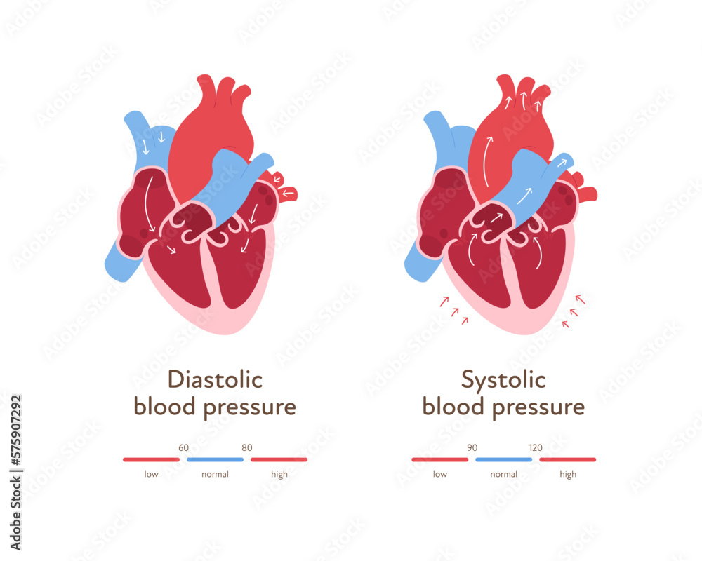 Blood Pressure Infographic Vector Flat Illustration Health Care Blood Pressure Infographic Vector Flat Illustration Health Care