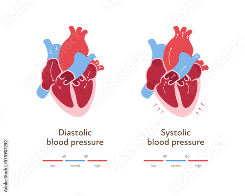 Blood pressure infographic. Vector flat illustration. Health care hypertension chart. Heart organ anatomy with blood flow. Zone of low, normal, high level pressure. Design for healthcare, cardiology photo