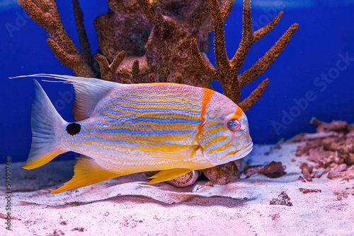 Underwater shot of fish Symphorichthys spilurus photo