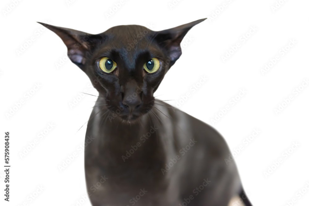 Black oriental funny cat in PNG isolated on transparent background