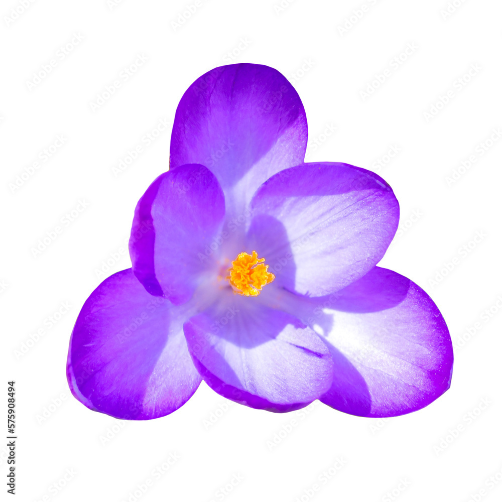 Spring violet flower crocus in PNG isolated on transparent background Spring violet flower crocus in PNG isolated on transparent background