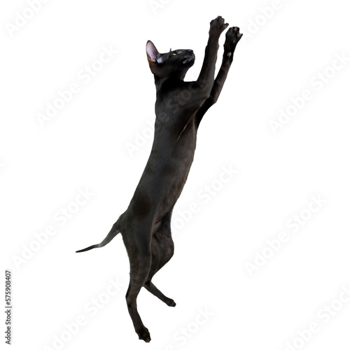 Obraz na plátne Black purebred oriental cat little kitten play in PNG isolated on transparent ba