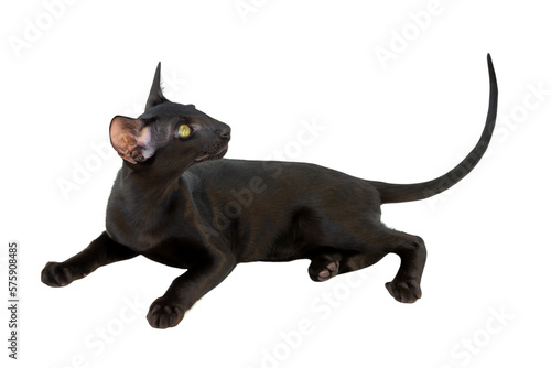 Quadro su tela Black purebred oriental cat little kitten in PNG isolated on transparent backgro