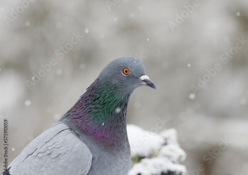 Domestic pigeon (Columba livia domestica) closeup in snowfall in winter