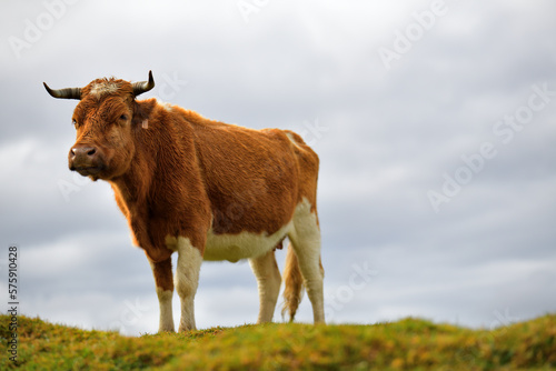 Eine junge Kuh steht einsam im auf einer grünen Wiese im Naturpark Fanal.