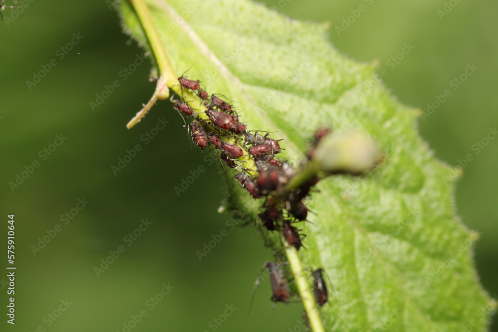 harmful aphid insect macro photo harmful aphid insect macro photo