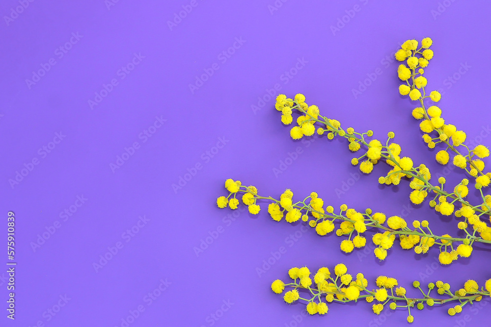 Branches of natural yellow mimosa with small flowers on a purple background