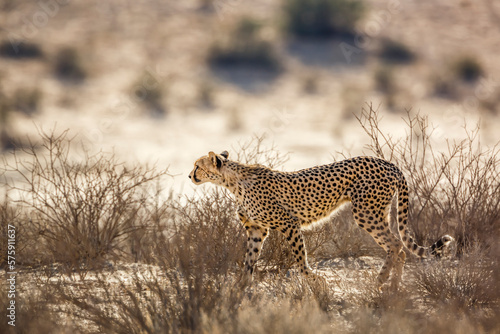 Cheetah in alert in Kgalagadi transfrontier park, South Africa   Specie Acinonyx jubatus family of Felidae © PACO COMO