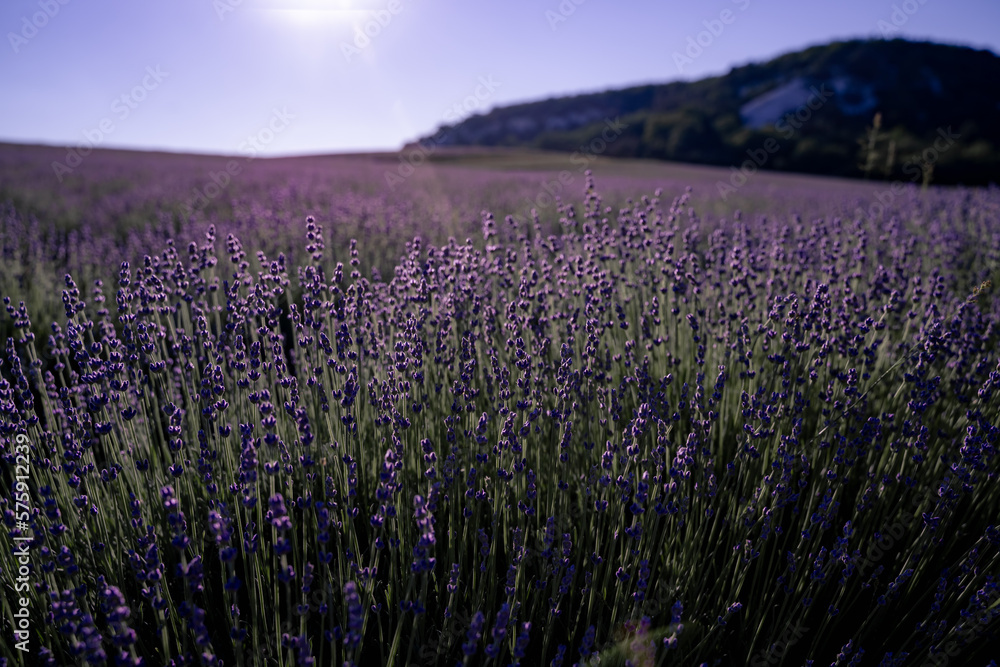 Fototapeta premium Lavender field. With soft light effect for floral background