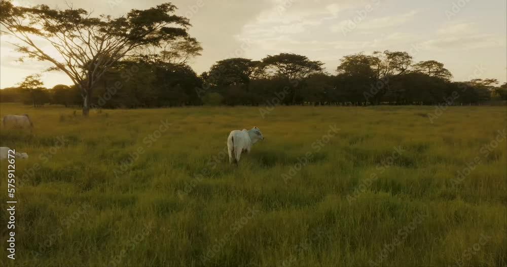 White Oxen Grazing In Green Pasture At Sunset - drone shot White Oxen Grazing In Green Pasture At Sunset - drone shot