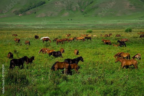 Bashang grassland in Inner Mongolia photo