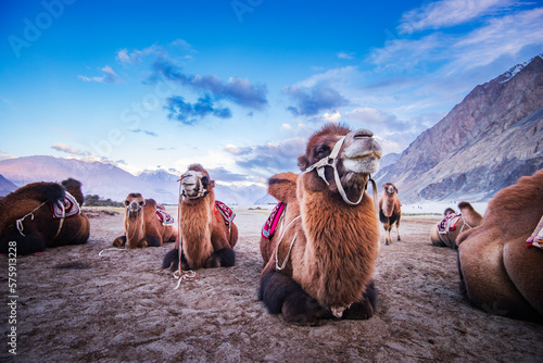 Leh India camel safari in the desert photo