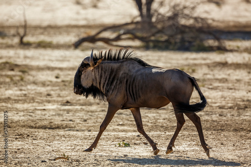 Blue wildebeest running in desert area in Kgalagadi transfrontier park, South Africa ; Specie Connochaetes taurinus family of Bovidae