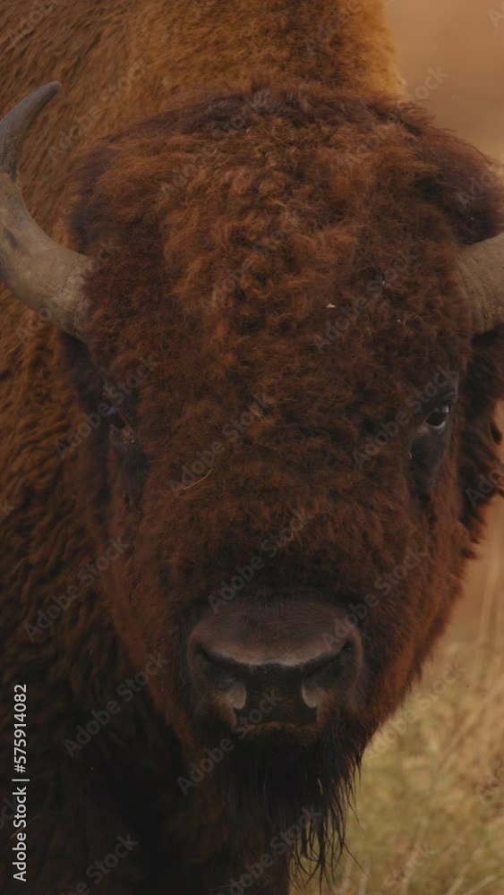 Slow Motion Shot Of Horned American Bison In Field - Commerce City, Colorado Slow Motion Shot Of Horned American Bison In Field - Commerce City, Colorado