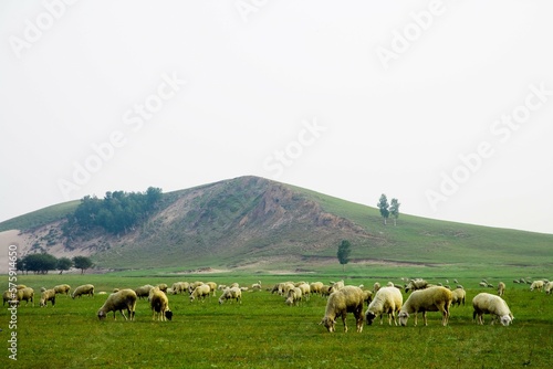 Bashang grassland in Inner Mongolia photo