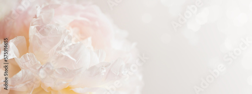 Peony flower in blossom on pastel floral background with bokeh. Banner for Mo...