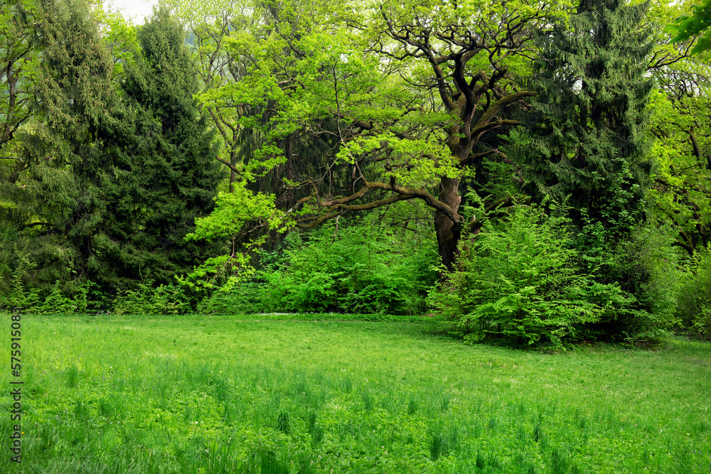 Morning light in spring park with green grass field Morning light in spring park with green grass field