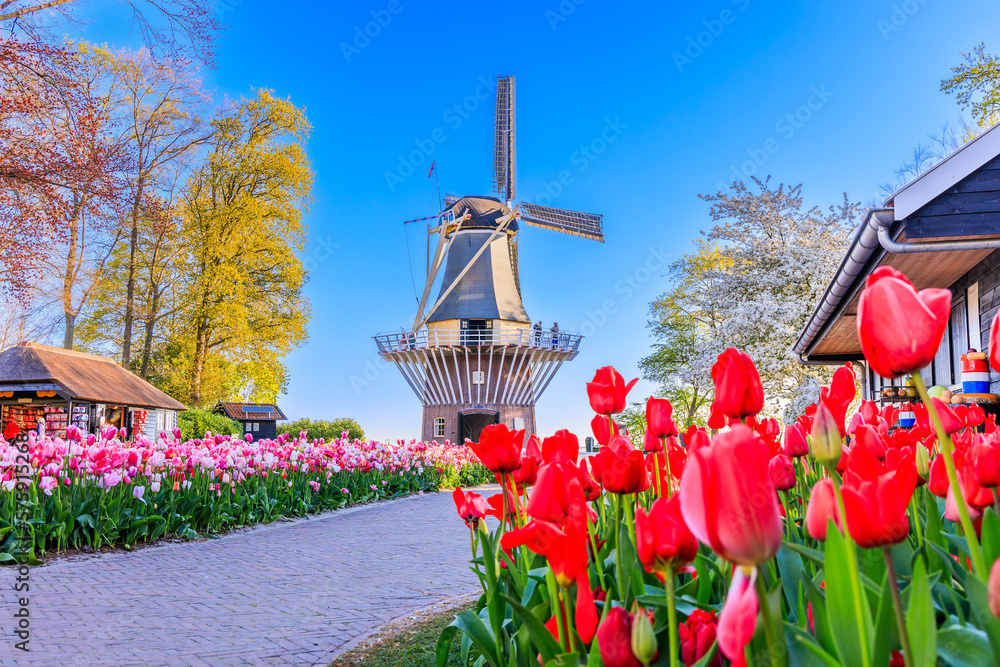 Blooming colorful tulips flowerbed at the public flower garden with windmill. Lisse, Holland, Netherlands.