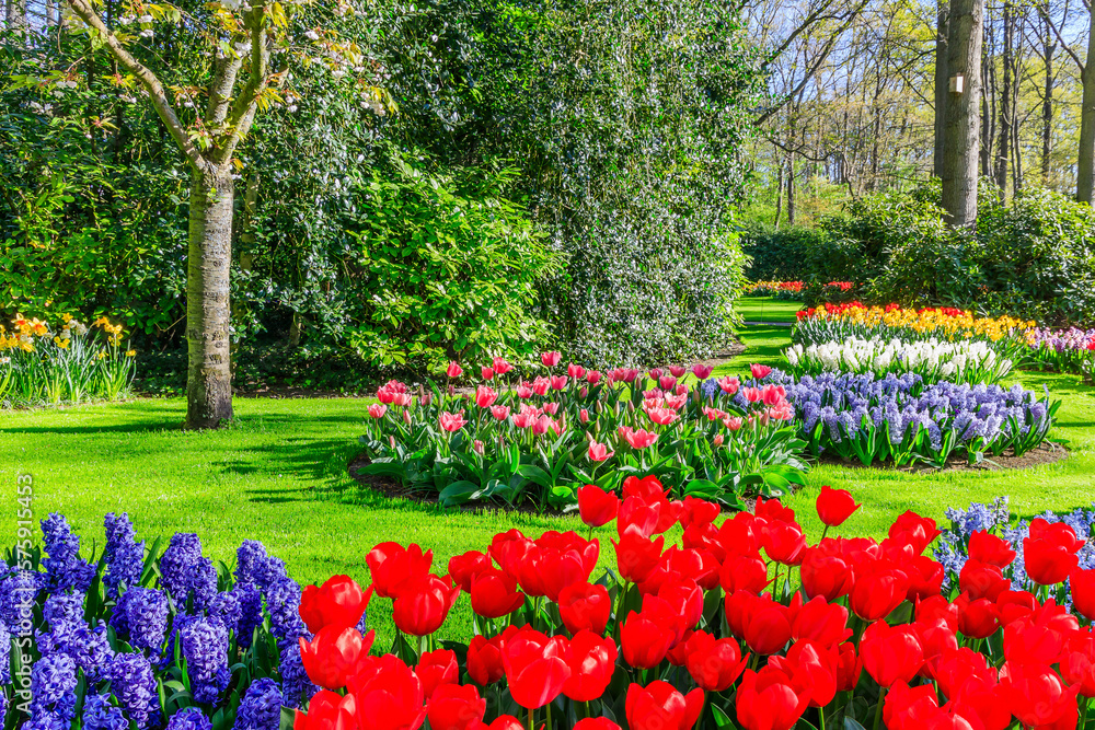 Blooming colorful tulips at the public flower garden. Lisse, Holland, Netherlands.