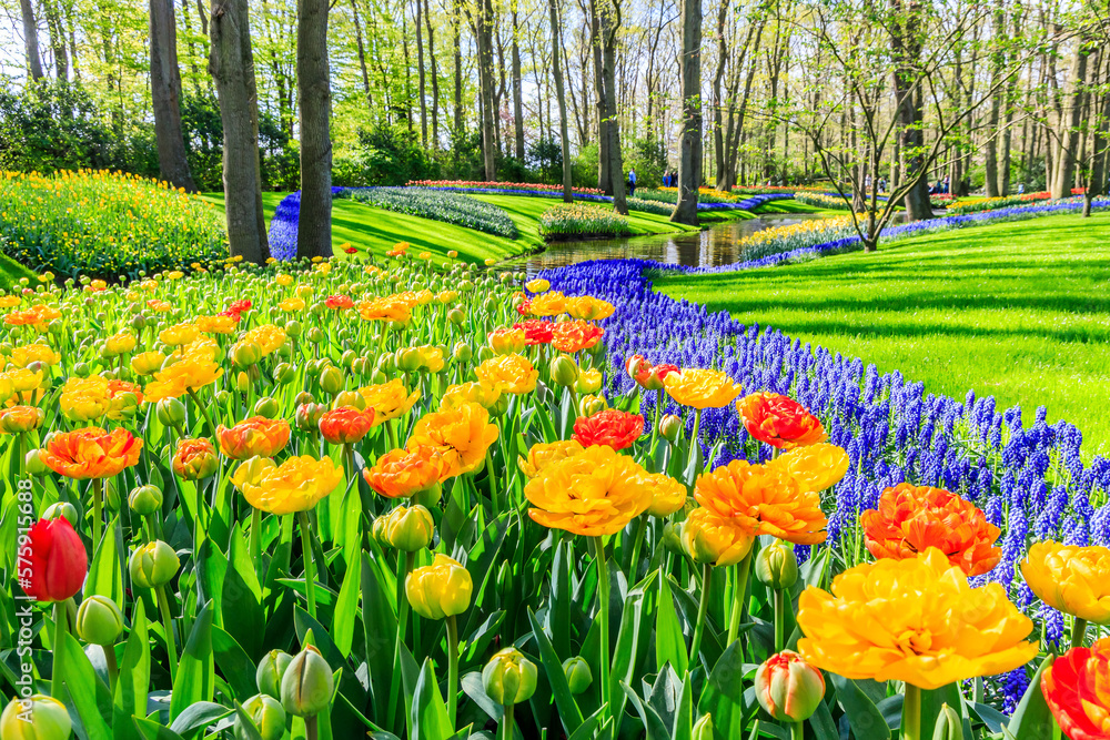 Blooming colorful tulips flowerbed at the public flower garden. Lisse, Holland, Netherlands.