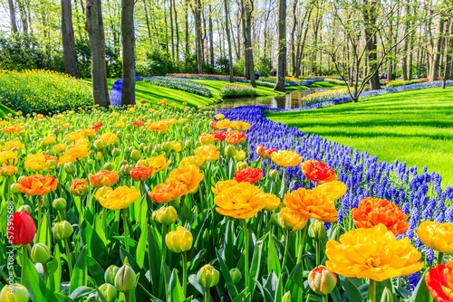 Obraz na płótnie Blooming colorful tulips flowerbed at the public flower garden. Lisse, Holland, Netherlands. w salonie
