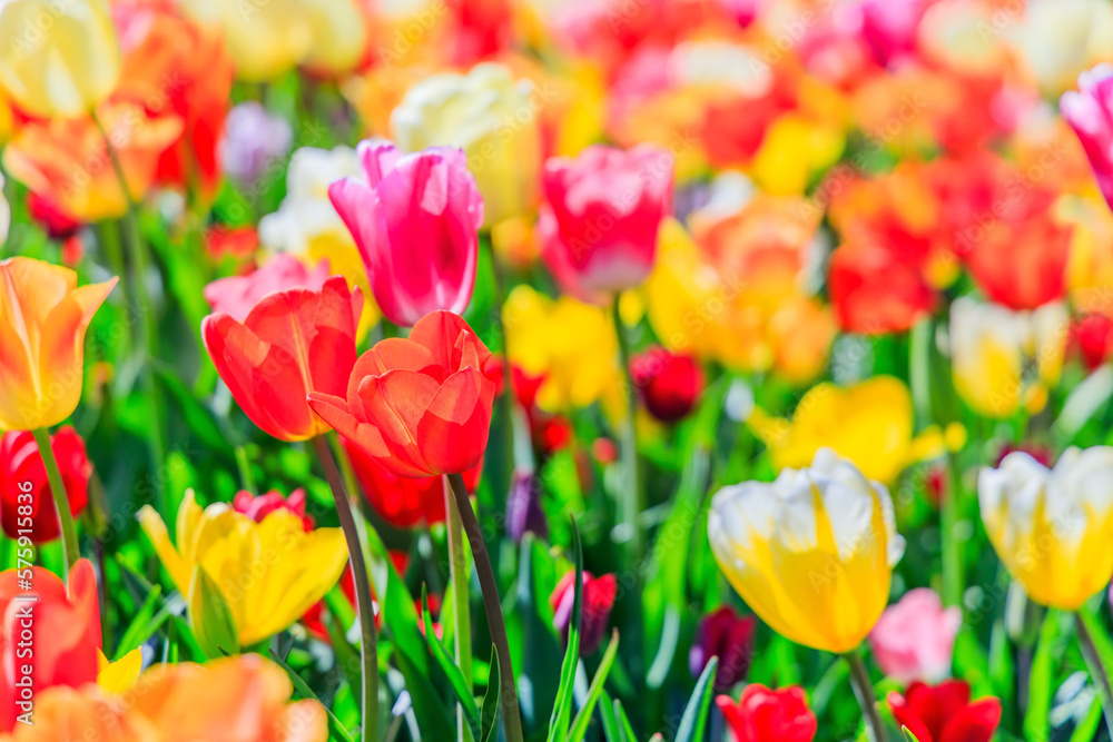 Blooming colorful tulips at the public flower garden. Lisse, Holland, Netherlands.