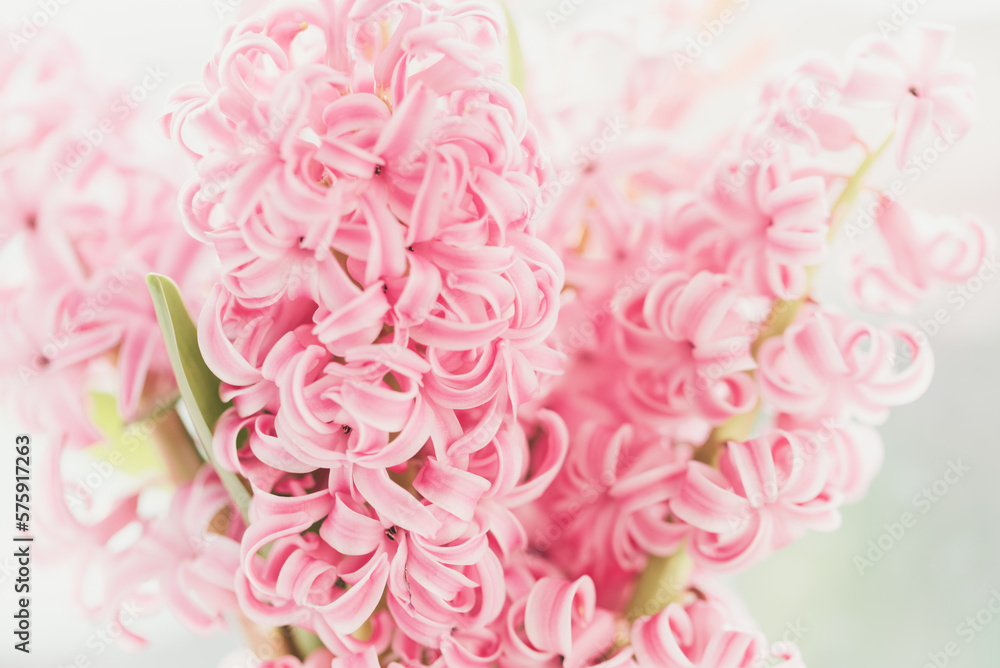 8 March greeting card. mother's day, International Women's Day congratulate Holiday background celebration concept. Pink hyacinth bouquet
