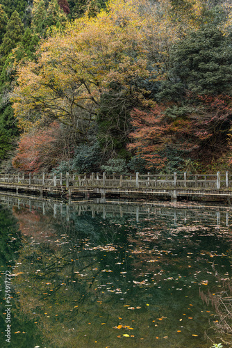 日本 滋賀県高島市今津町にあるもみじ池と紅葉した木々