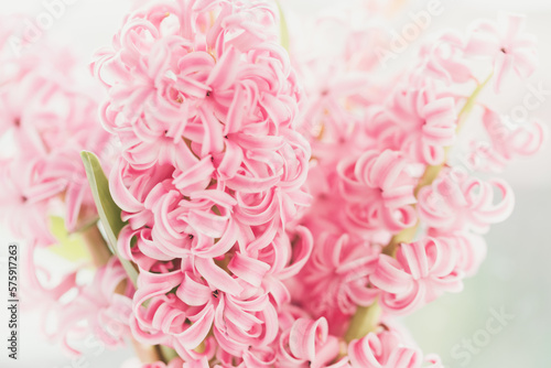 8 March greeting card. mother s day  International Women s Day congratulate Holiday background celebration concept. Pink hyacinth bouquet