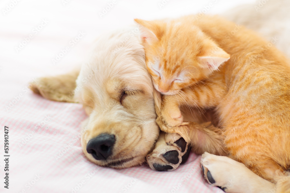 Cat and dog sleeping. Puppy and kitten sleep. Cat and dog sleeping. Puppy and kitten sleep.