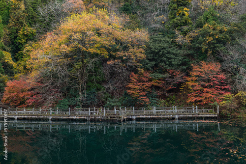 Fototapeta Naklejka Na Ścianę i Meble -  日本　滋賀県高島市今津町にあるもみじ池と紅葉した木々