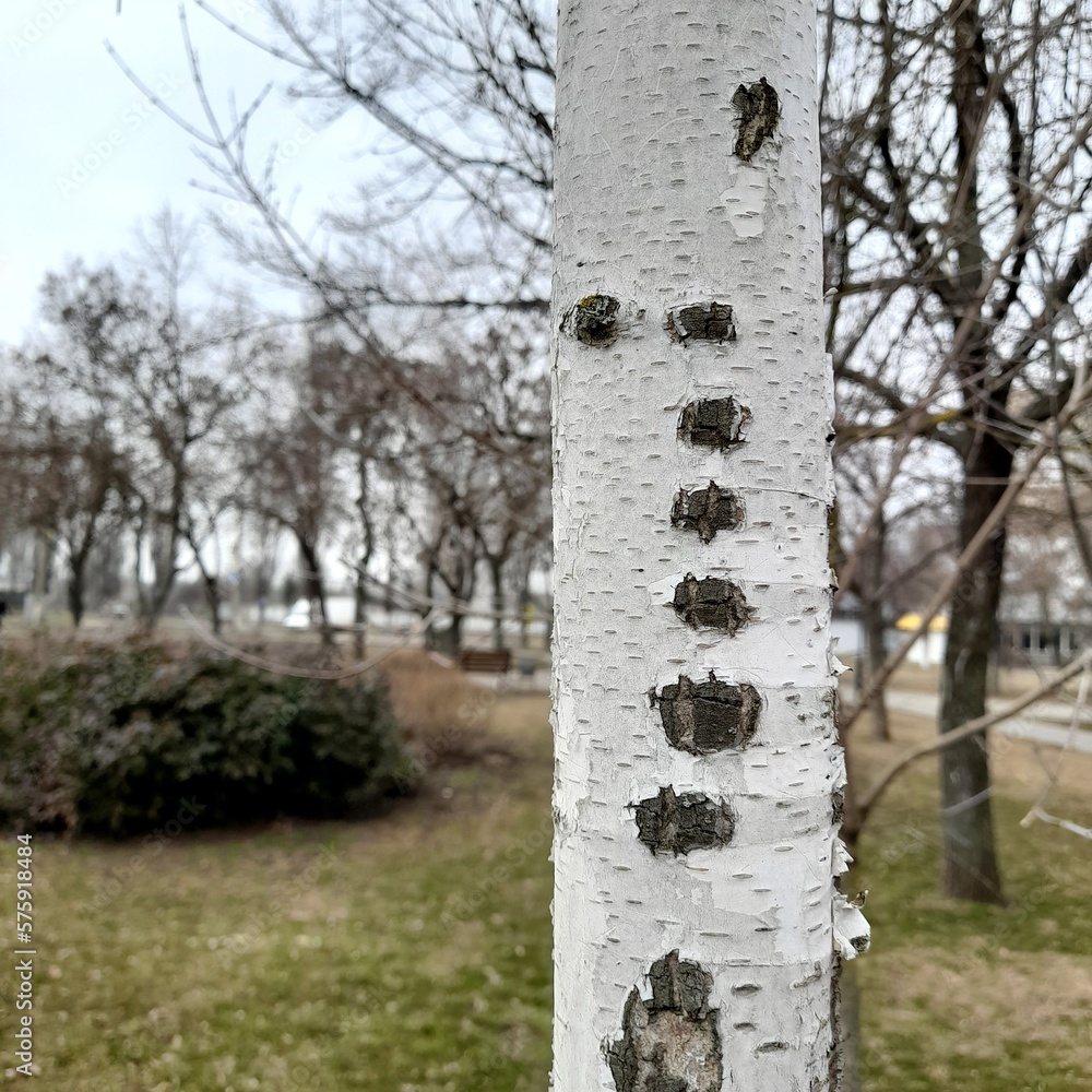 Birch trunk against the background of an autumn park in pastel colors close-up. Birch trunk against the background of an autumn park in pastel colors close-up.