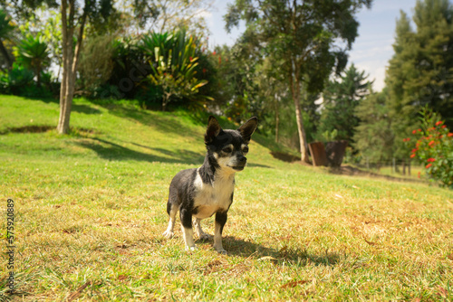 Small light black and white Pinscher dog walking in the middle of the park with defocused green trees background