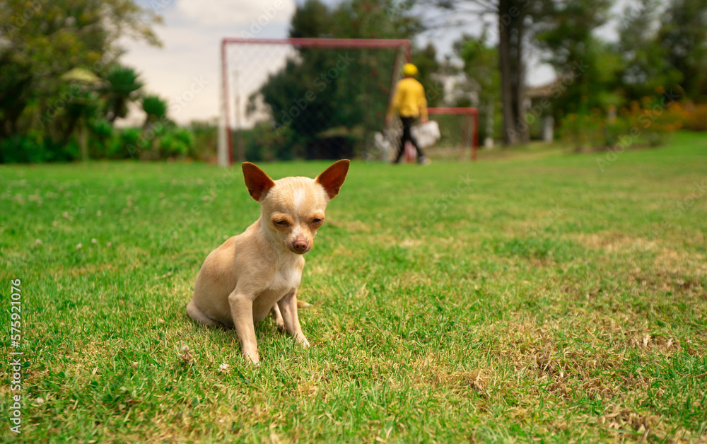 Small light brown and white Pinscher puppy sitting on the grass in the middle of the park with background of defocused green bushes Small light brown and white Pinscher puppy sitting on the grass in the middle of the park with background of defocused green bushes