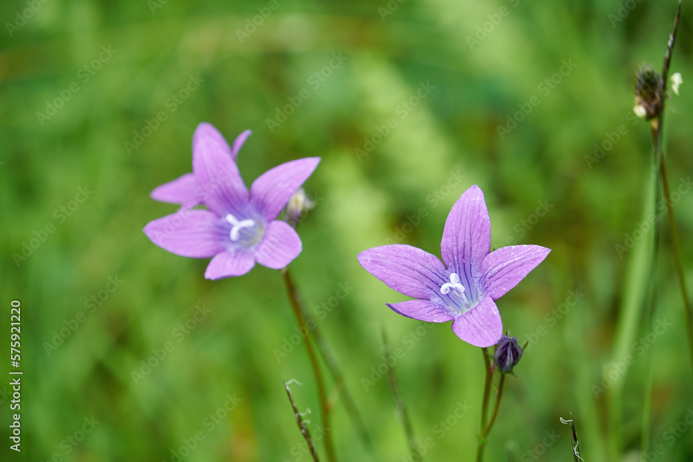 Violet flowers Campanula Patula in a natural environment. Wild flowers of the Carpathians Violet flowers Campanula Patula in a natural environment. Wild flowers of the Carpathians