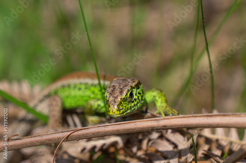 Portrait of green Sand Lizard (Lacerta Agilis) close -up among grass in spring
