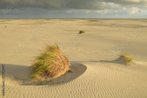 Primärdünen am Strand