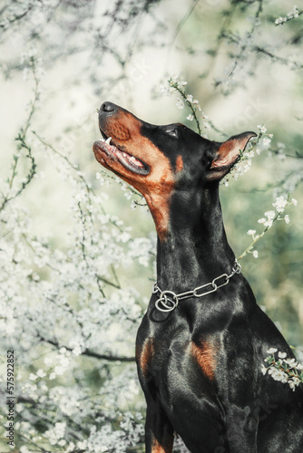Doberman dog on the background of blooming trees. Dog at the park. Spring season