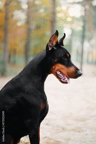Powerful Doberman dog on an autumnal background, with leaves of gold and rust surrounding, exuding strength and loyalty © OlgaOvcharenko