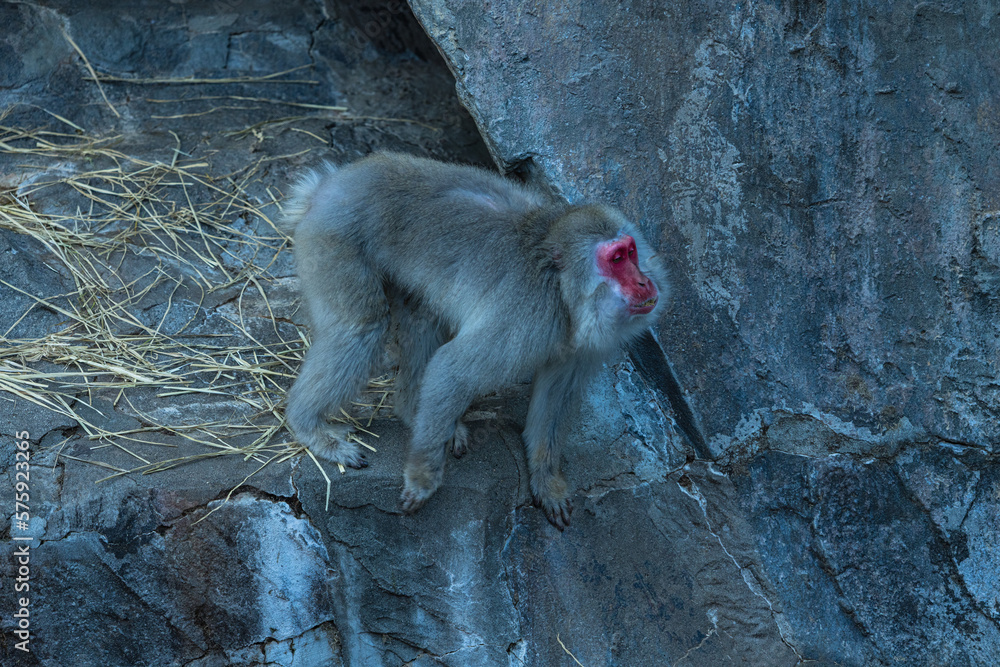 動物園の猿山にいるニホンザル