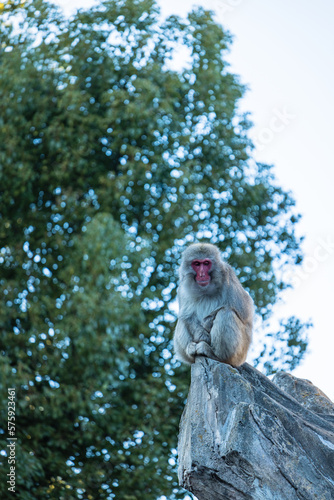 Fototapeta Naklejka Na Ścianę i Meble -  動物園の猿山にいるニホンザル