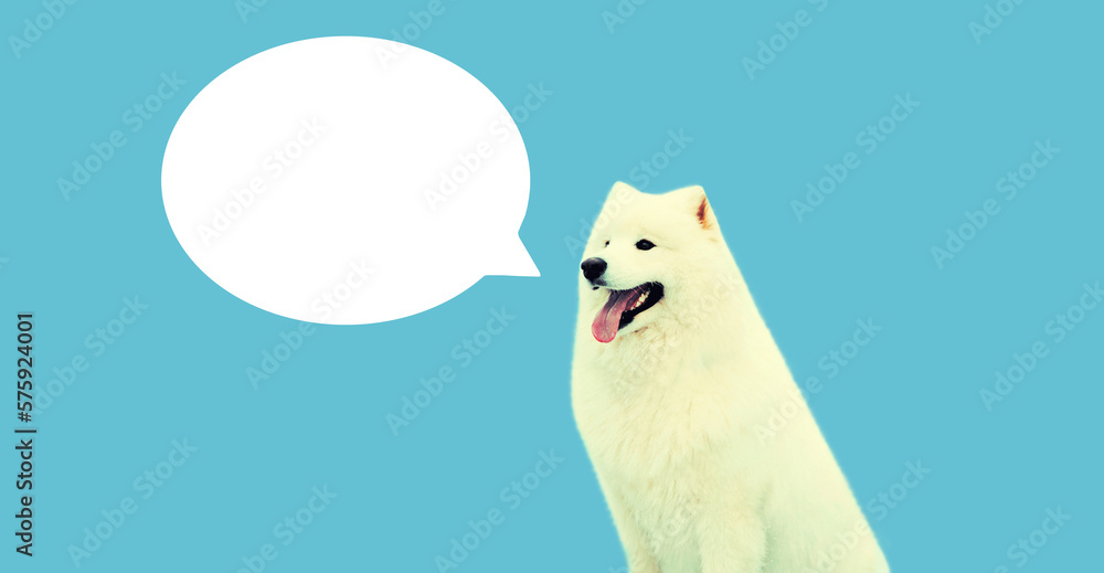 Portrait of happy young white Samoyed dog thinking or talking with blank text field white cloud on blue background Portrait of happy young white Samoyed dog thinking or talking with blank text field white cloud on blue background
