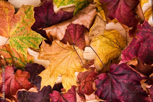 Autumn maple leaves. Brightly colored red, golden maple autumn leaves lie on a light wooden surface. Dry leaves