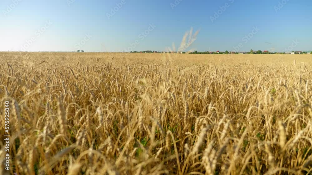 Beautiful ripe ears of wheat in summer. Wheat field agriculture harvesting agribusiness concept, farming Beautiful ripe ears of wheat in summer. Wheat field agriculture harvesting agribusiness concept, farming