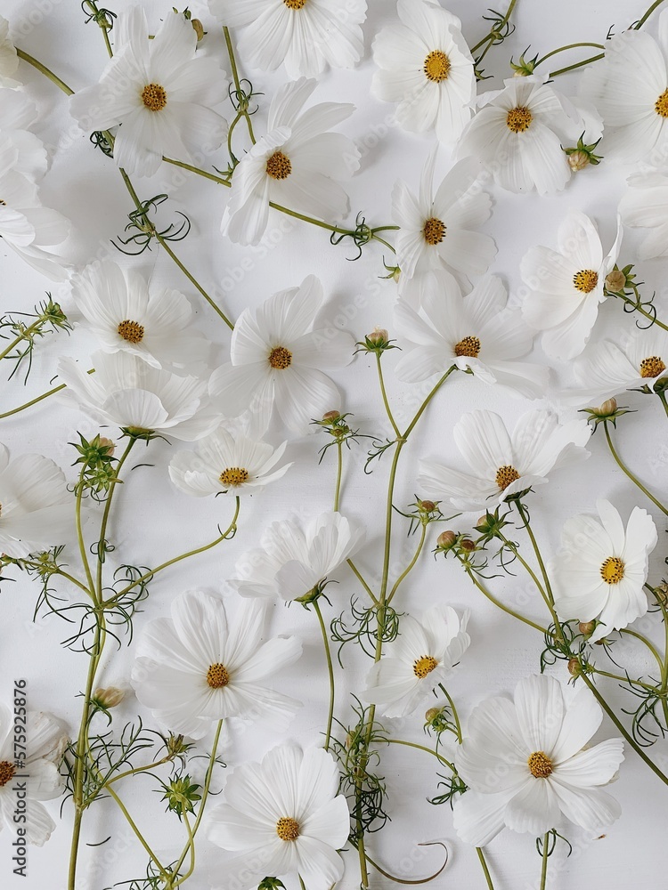 Fototapeta premium Chamomile daisy flowers stems pattern on white background. Abstract nature, floral texture