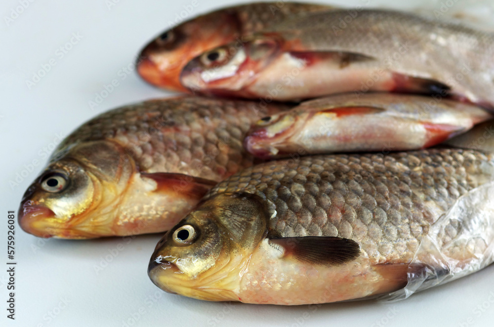 River fish on white board