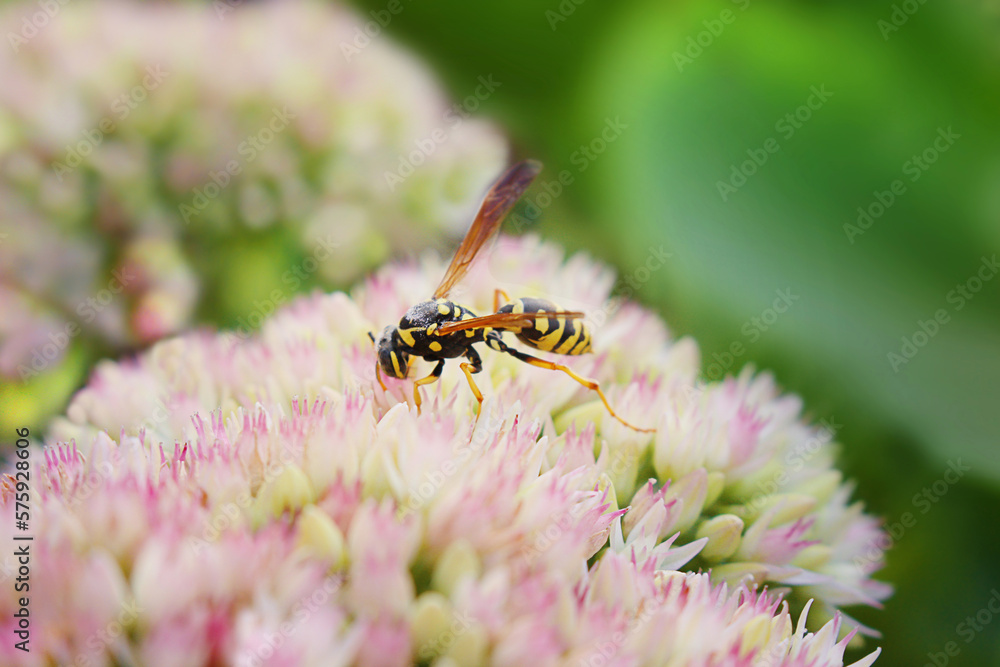 Striped wasp collects nectar on garden pink flower. Pollination. Plant Sedum at sunny day. Selective focus. Macro. Flower card. Summer. Copy space Striped wasp collects nectar on garden pink flower. Pollination. Plant Sedum at sunny day. Selective focus. Macro. Flower card. Summer. Copy space