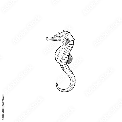 vector illustration of a seahorse